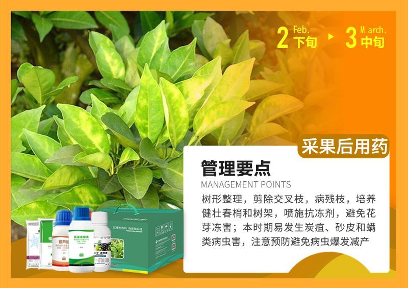 樹形整理，剪除交叉枝，病殘枝，培養(yǎng)健壯春梢和樹架，噴施抗凍劑，避免花芽?jī)龊?本時(shí)期易發(fā)生炭疽、砂皮和端類病蟲害，注意預(yù)防避免病蟲爆發(fā)減產(chǎn) 