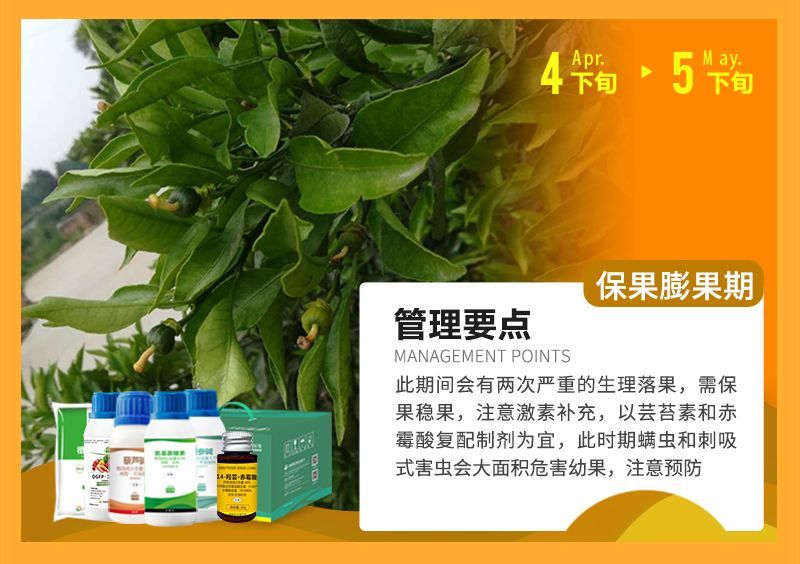 此期間會有兩次嚴重的生理落果,需保果穩(wěn)果,注意激素補充,以蕓苔素和赤霉酸復配制劑為宜,此時期螨蟲和刺吸式害蟲會大面積危害幼果,注意預防