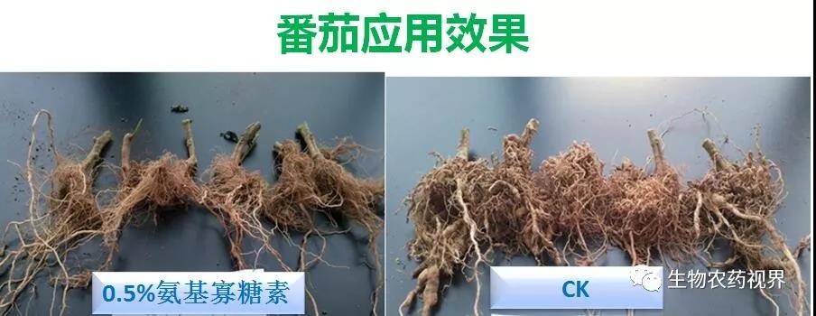 氨基寡糖素 - 植物的免疫衛(wèi)士，根結(jié)線蟲的克星