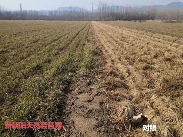 小麥拌種選新朝陽天然蕓苔素，讓小麥高產(chǎn)贏在起跑線上?。ㄐ←溤谑裁磿r候用蕓苔素效果最佳）