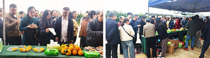 新朝陽生物技術(shù)助力綠色防控，推動柑橘產(chǎn)業(yè)綠色高質(zhì)量發(fā)展